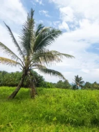 Kipahulu Campground : Camping on the Road to Hana in Maui