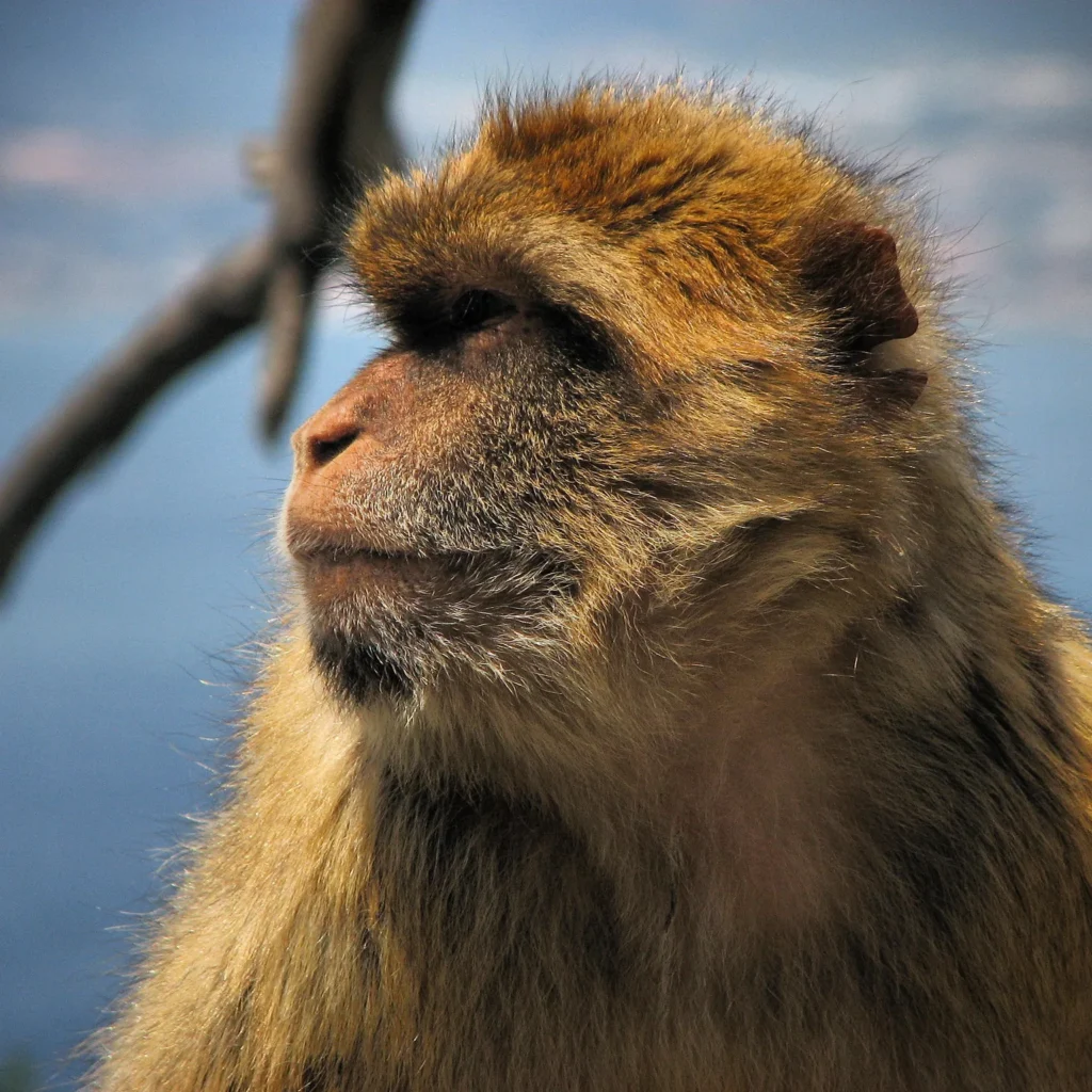 Barbary macaques in Gibraltar