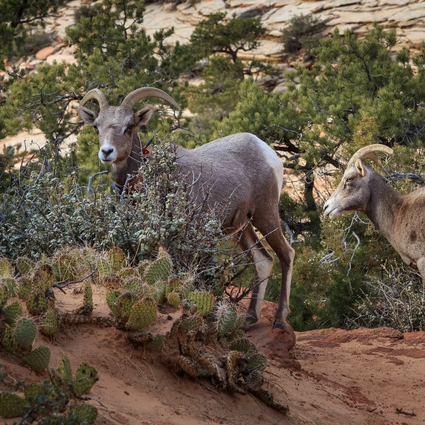 goat in zion national park