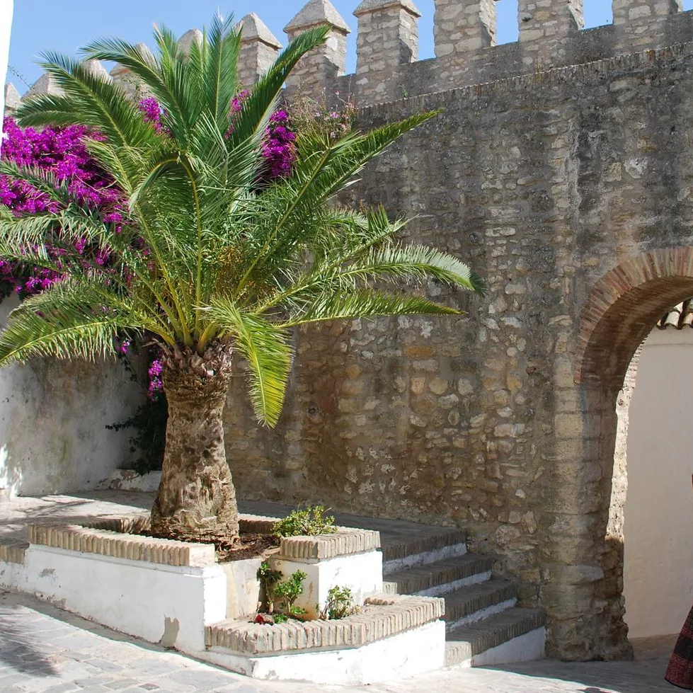 walls of vejer de la frontera and a palm tree
