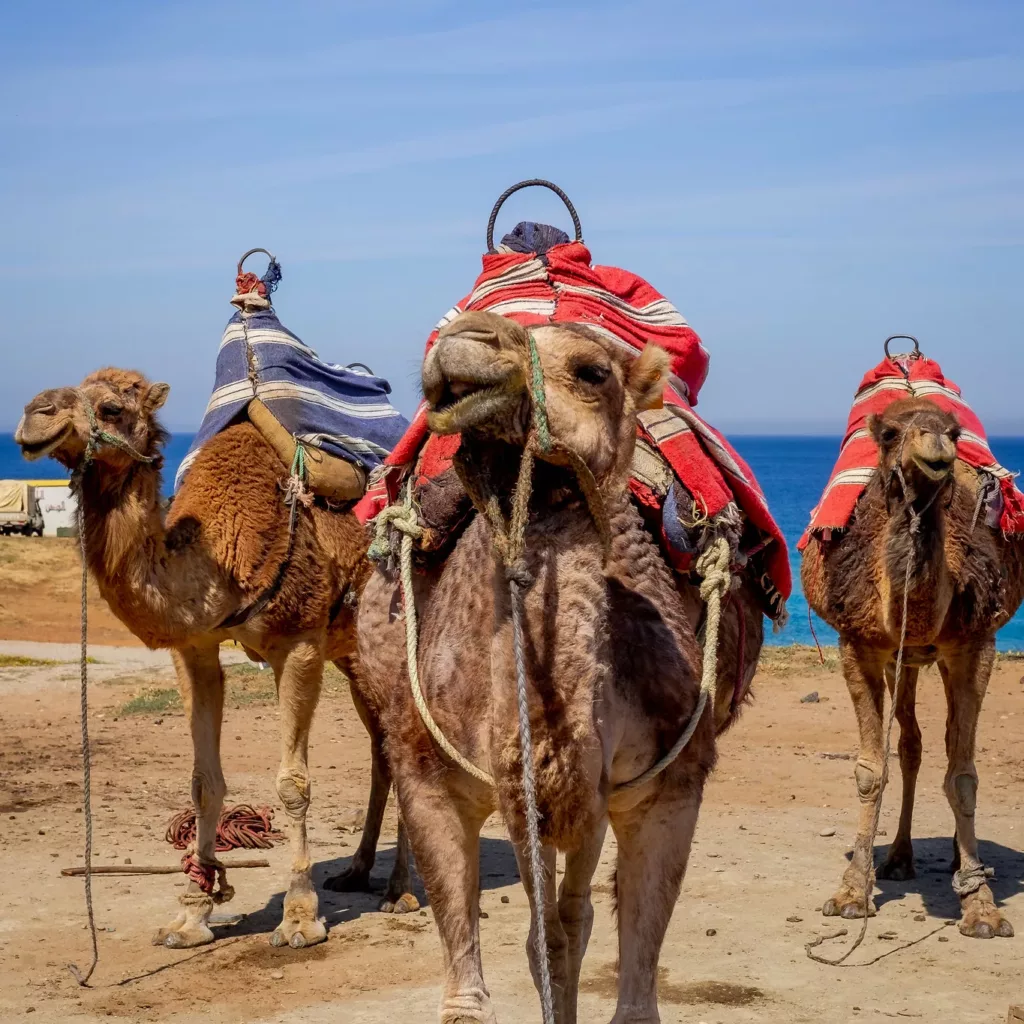 camel ride in tangier, morocco