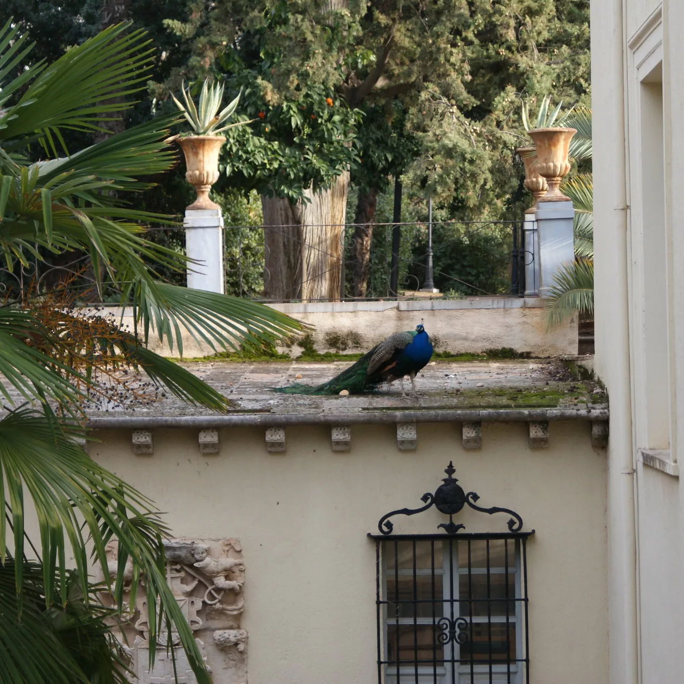 Peacock in the Gardens of Granada