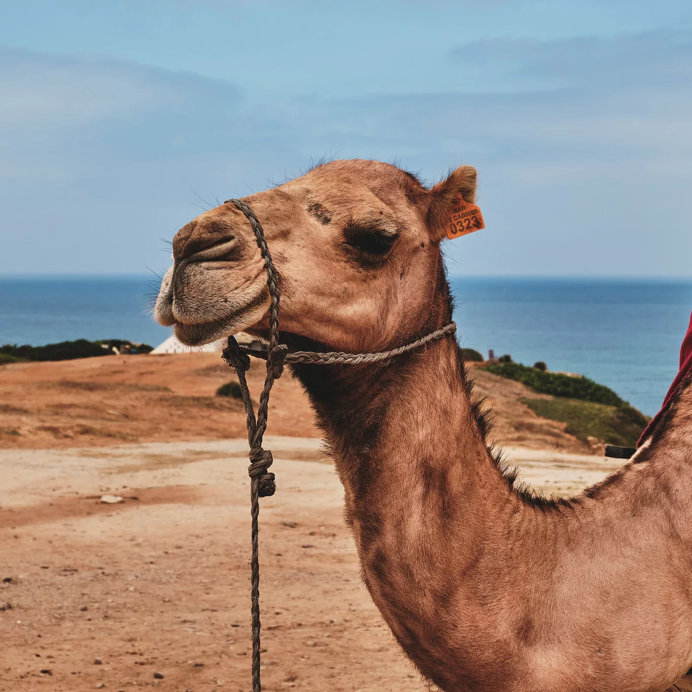 Marbella to Tangier Day Trip, camel tour