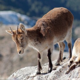 Day trip to the Sierra Nevada from Granada southern spain