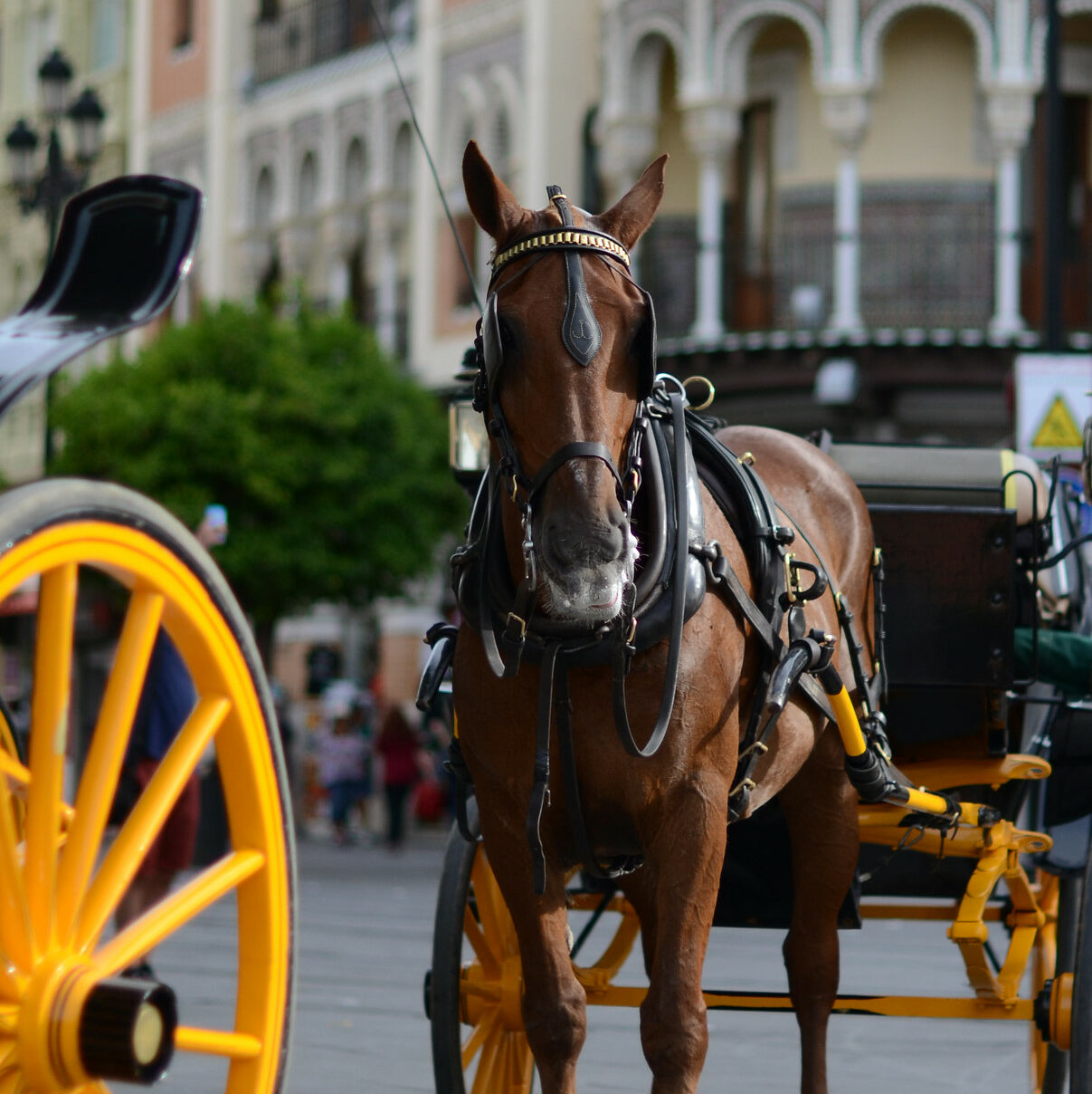 Horse carriage in Seville, Spain